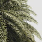Miniatura fototapety Duże zielone liście