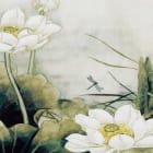 Miniatura fototapety Białe kwiaty lotosu