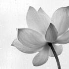 Miniatura fototapety Magnolia czarno-biała