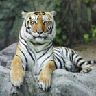 Miniatura fototapety Potężny tygrys