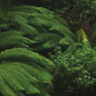 Miniatura fototapety Ciemna dżungla fragment #2