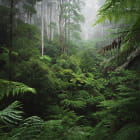 Miniatura fototapety Ciemna dżungla
