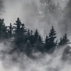 Miniatura fototapety Gęsta mgła nad lasem fragment # 1