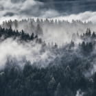 Miniatura fototapety Gęsta mgła nad lasem