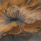 Miniatura fototapety Pomarańczowy duży kwiat na szarym tle fragment # 1