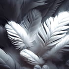 Miniatura fototapety Czarno-białe pióra
