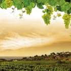 Miniatura fototapety Dolina winogron