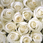 Miniatura fototapety Biała Róża