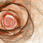 Miniatura fototapety Duża róża