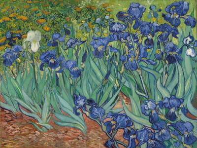 Fototapeta Iris Vincent van Gogh