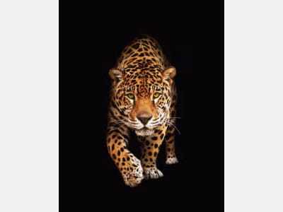 Fototapeta Jaguar na czarnym tle