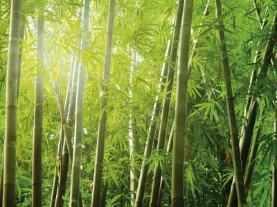 Fototapeta Gęsty las bambusowy