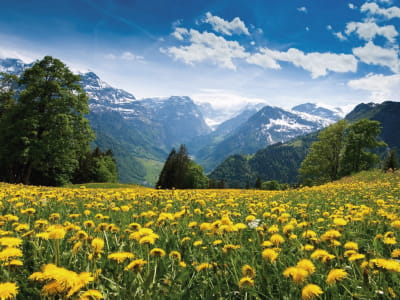 Fototapeta Pole żółte dandelions