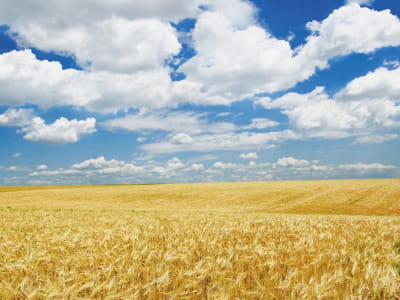 Fototapeta Chmury nad polem pszenicy