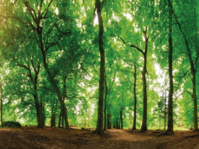 Fototapeta Drzewa leśne