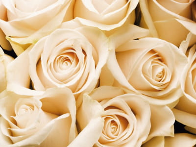 Fototapeta Piękne róże