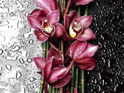 Fototapeta Czerwona orchidea