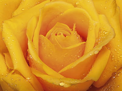 Fototapeta Zachwycająca róża