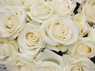 Fototapeta Cudowne białe róże