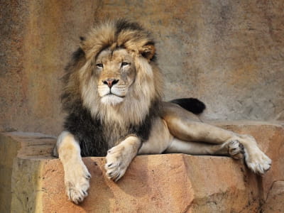 Fototapeta Śliczny lew