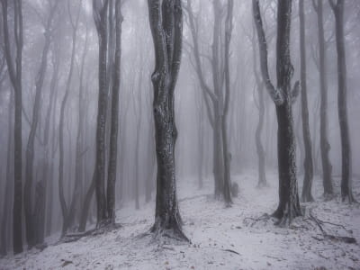 Fototapeta Nocny zimowy las