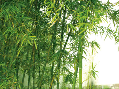 Fototapeta Zielony bambus