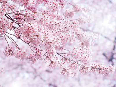 Fototapeta Różowa sakura