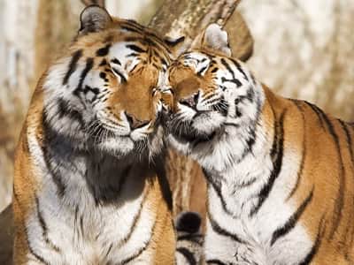 Fototapeta Para tygrysów