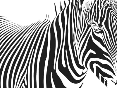 Fototapeta Zebra grafika