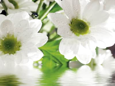 Fototapeta Białe kwiaty w wodzie