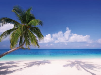 Fototapeta Zielona palma na plaży