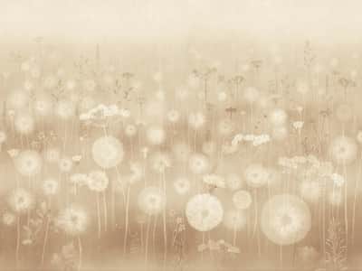 Fototapeta Pole dandelions we mgle