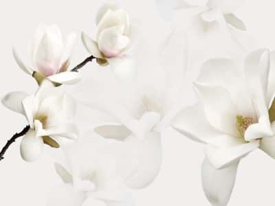 Fototapeta Białe magnolie