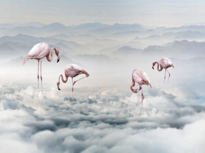 Fototapeta Egzotyczne flamingi