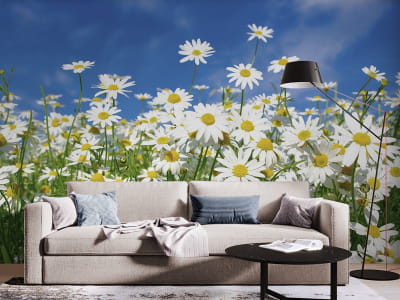 Fototapeta Lekkie stokrotki - mojatapeta.pl Fototapeta Lekkie stokrotki - mojatapeta.pl