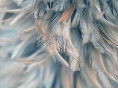 Fototapeta Niebieskie powietrzne pióra