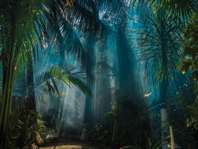 Fototapeta Świt w dżungli