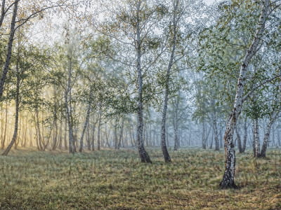 Fototapeta 3D brzozy