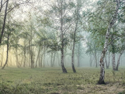 Fototapeta Tajemniczy las brzozowy