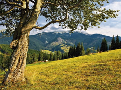 Fototapeta Drzewo w górskiej dolinie