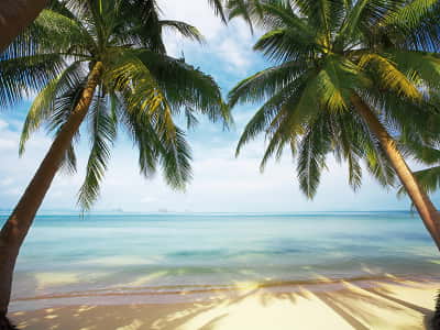 Fototapeta Palmy morskie na plaży