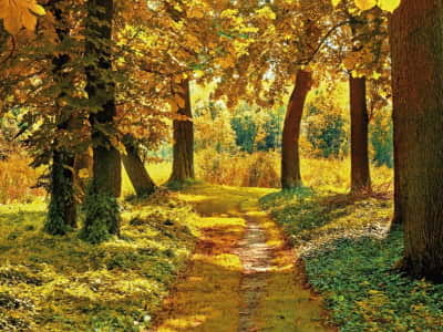 Fototapeta Ścieżka w jesiennym lesie