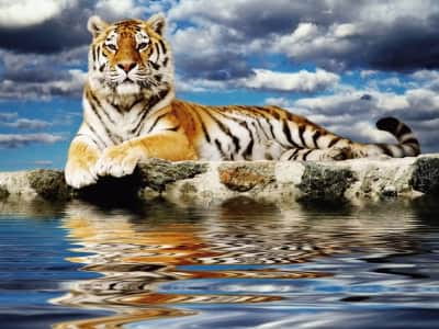 Fototapeta Tygrys blisko wody
