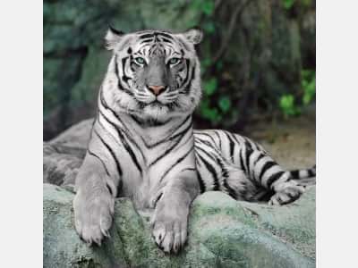 Fototapeta Wygląd białego tygrysa