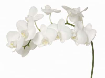 Fototapeta Elegancka biała orchidea