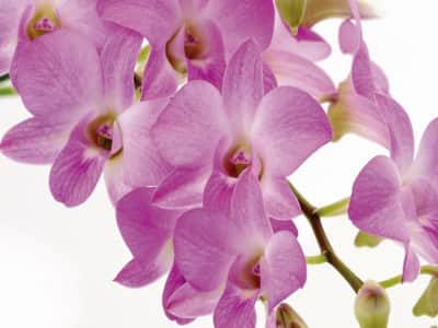 Fototapeta Kwiaty orchidei