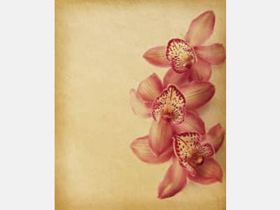 Fototapeta Delikatne kwiaty orchidei