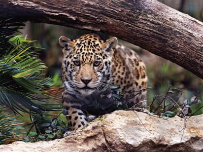Fototapeta Jaguar