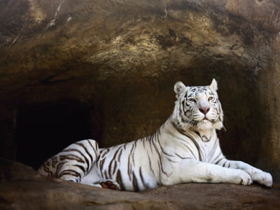 Fototapeta Legowisko białego tygrysa