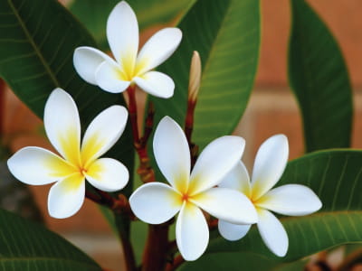 Fototapeta Plumeria